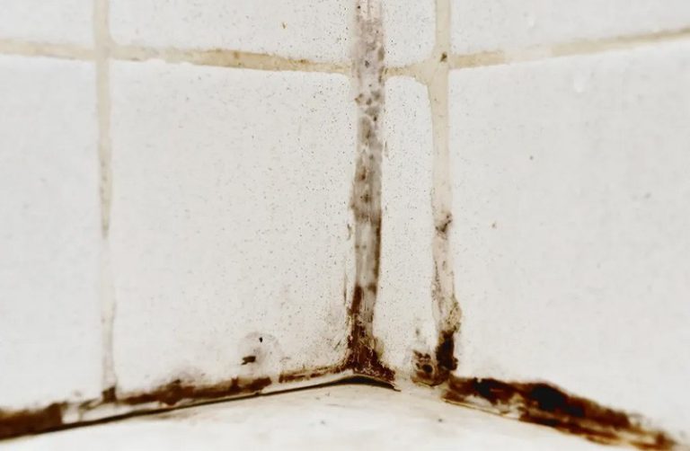 8 Signs There May Be Mold and Mildew in Your House
