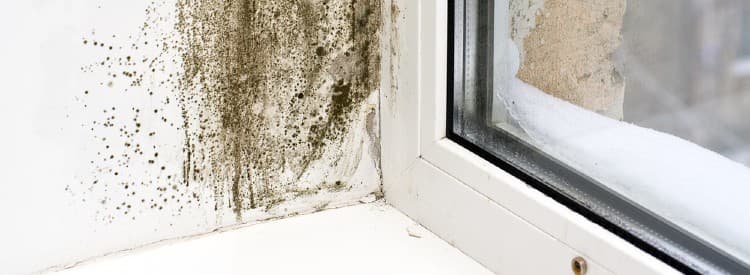 Mold Removal Services FAQ