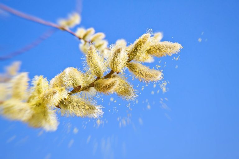 How to Pollen-Proof a Bedroom for a More Comfortable Night’s Sleep