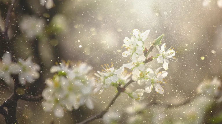 Pollen Season is Back — 7 Ways to Pollen-proof Your Home like a Pro