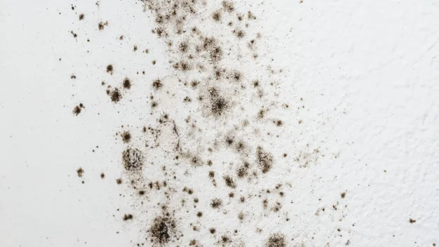What is Black Mold?