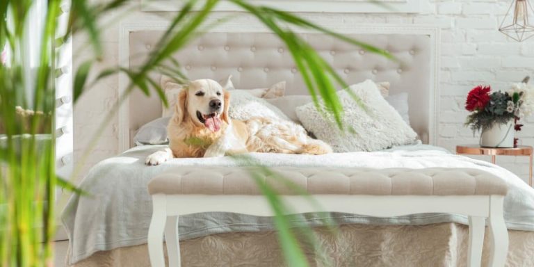 How to Improve Air Quality in Your Bedroom