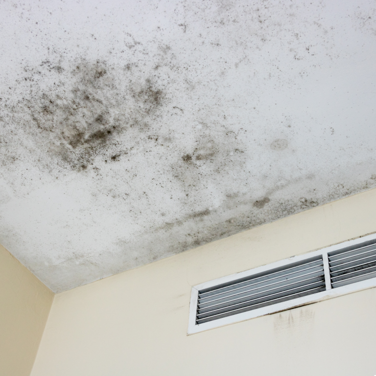 Mold vs Mildew: Understanding the Difference