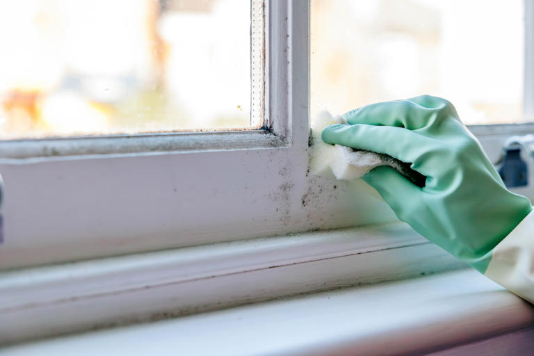 Has That Mold Always Been There? A Guide to Recognizing Stains